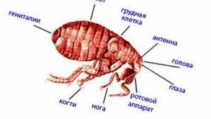 Дали кучето болви се гризеат и што се разликуваат од мачката